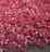 TOHO 15 2106 розовый, бисер 5 г (Япония)