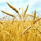 Зародышей пшеницы масло раф., 50мл