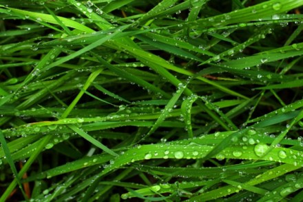 &quot;Свежескошенная трава&quot; отдушка косметическая 10мл, Англия