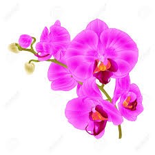 &quot;Орхидея&quot; отдушка косметическая 10мл, Англия